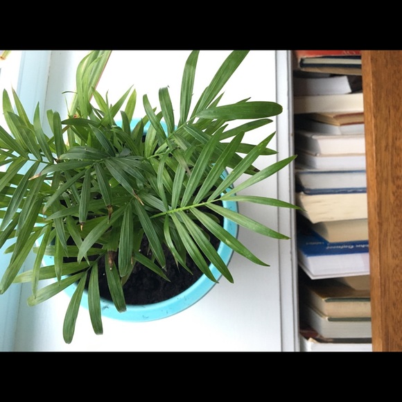 Meet your Posher, Priscilla - Picture 1 of 1